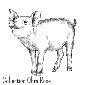 Collection Ohra Rose